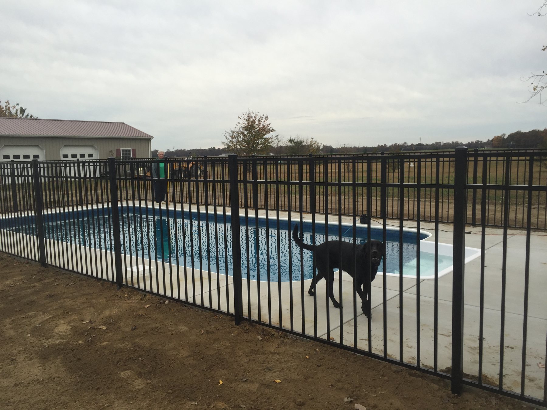Family dog beside a black aluminum pool fence in a Kent County backyard